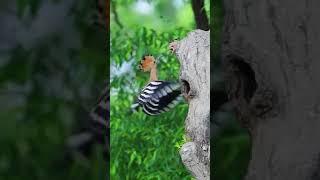DIY and Oddly Satisfying #Short videos # 154