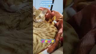 cutest Leo   all family members#meow #cat #adorable #catlover #youtubeshorts