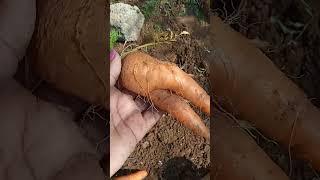  carrots #gardening #greenfingers