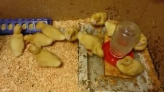 How to raise ducks in your backyard, from start to finish part 1