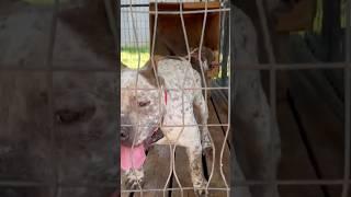 Are You Ready For The Dog Life?  #sskk #dogs #dogkennel #doglife #viral