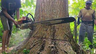 BEST !! Mahogany Tree Felling with 070 Chainsaw