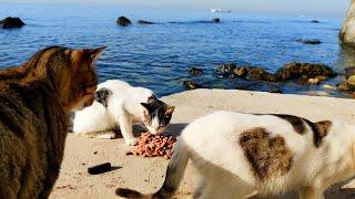 ASMR Cats Eating Wet Cat Food by the Sea