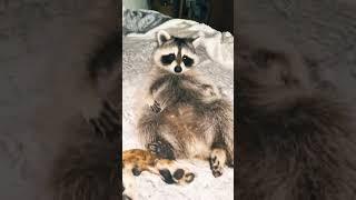 Lazy day with the fam! #raccoon