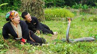 Dwarf Family Primitive Life: Harvesting Peanuts and encounter the King Cobra