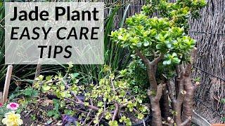 Jade Plant Care Tips | Easiest Plant To Take Care Of Your Garden!