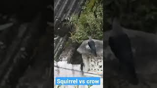 squirrel vs crow| squirrel|crow| km creations|