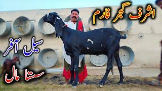 Nagra Beetal Goat Looking For New Shelter - Ashraf Gujjar Goat Farm