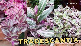 TRADESCANTIA - Cuidados y tipos // Jardinatis