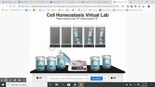 Cell Homeostasis Virtual Lab