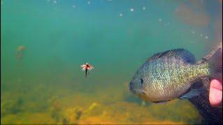 Underwater Bluegill Strikes on Flies - How to Catch Bluegill with Flies