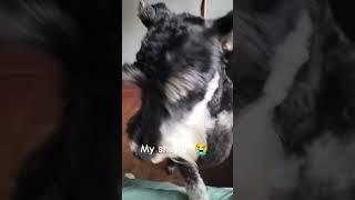 Livia got a haircut!  #myShayla#Shayla#Livia#haircut#pets#dogs#puppys#animals#funny#cute
