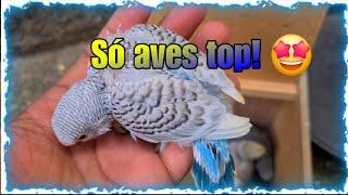 Mostrando a criação do nosso amigo Peterson, só aves bacana! 