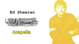 Ed Sheeran - Wildflowers (Acapella 132bpm G Major)