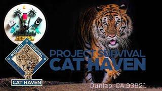 Wild Encounters at Project Survival's Cat Haven, Dunlap CA