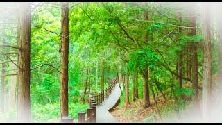 EP19. 아카시아꽃 만발한 편백나무숲 / Korea Healing Road's / acacia-flavored cypress forest