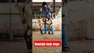 #deonarbakramandi#bakramandi #kotabakra #fsaentertainment #shortsvlogs  #friday friday8September2023