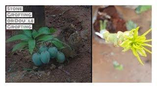 Mango Double Grafting Or Stone Grafting