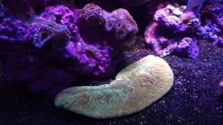 120g SCA Reef Tank Build - Update on corals from Reefapaloza and coral growth in general