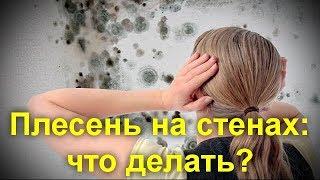 Плесень на стенах: что делать? Что   нужно   сделать   обязательно !