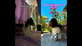 ‧₊ ᵎᵎ redoing this!!⋅˚ || #puppy #essa #essacommunity #cute #duet #cutepet #viral #animal #fyp #dog