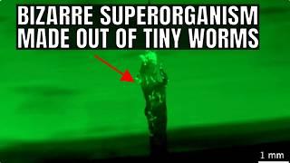 Mind-blowing Video of Worms Merging into a Superorganism Filmed by Scientists
