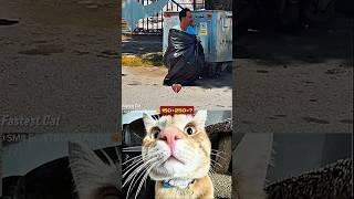 Simple Men Aura #funny #cat #dance #shorts