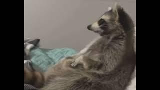 Raccoon watch tv