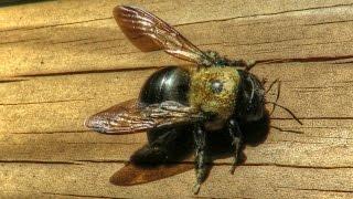 Large Carpenter Bee Sounds - Close Up