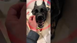 His Dog Got So Mad At Him 