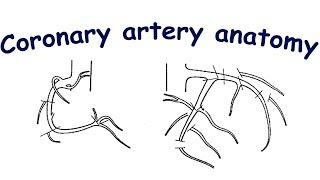 Coronary angiography. Lesson 1: coronary artery anatomy