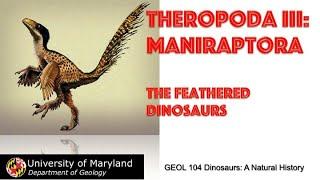 Lecture 24 Theropoda III Maniraptora: The Feathered Dinosaurs