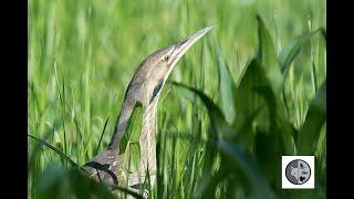 Chant du Butor d'Amérique/Song of the American Bittern