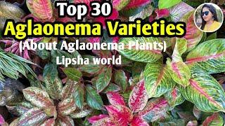 Top 30 Most Beautiful aglaonema varieties | Aglaonema species | Lipsha world