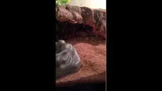 My two leopard geckos