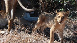 Lion Cub Missing from the Pride (Mbiris)