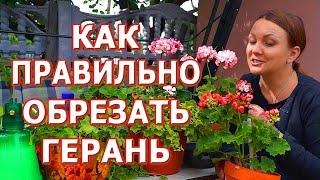 Как обрезать герань на зиму. Осенняя обрезка пеларгонии.