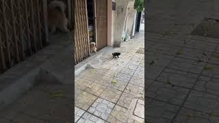 «Как кошка с собакой!» В данном случае это про дружбу!