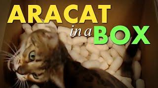 araCat in a Box!