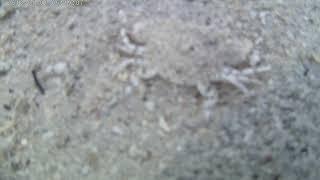 Mauritius Island/ White Sand Ghost Crab encountered