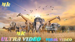 Bangladesh Wildlife In 4K-Amazing Scenes Of India's Animals | Scenic Relaxation Film l HD AMAZON 4K.