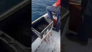 #longlinefishing in #croatia #dalmatia