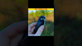 Most Powerful Bird Ababeel | #shorts