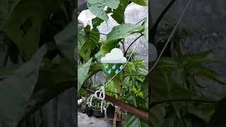 How to Protect Plants from Strong Wind and Heavy Rain ️ #shorts #trending #plants