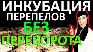 ИНКУБАЦИЯ перепелов БЕЗ переворота / РЕЗУЛЬТАТ моего эксперимента