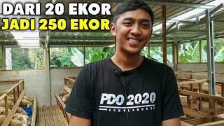 Peternak Muda Usia 23 Tahun Sukses Ternak Breeding Domba dari 20 Ekor Kini Jadi 250 Ekor Domba Super