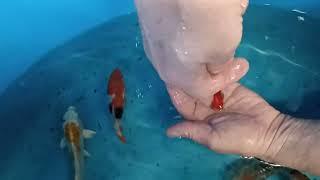 Unpacking and describing Japanese Koi from Koda 2nd bag