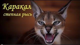 Каракал-степная рысь