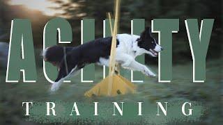 Border Collie Cherry - Agility Training [7 months]