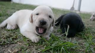 Labrador Puppies Out for the First Time (Part 1)